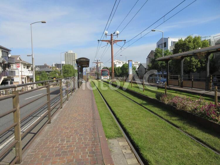 緑化された軌道敷（鹿児島市電） 鹿児島市電,路面電車,線路の写真素材