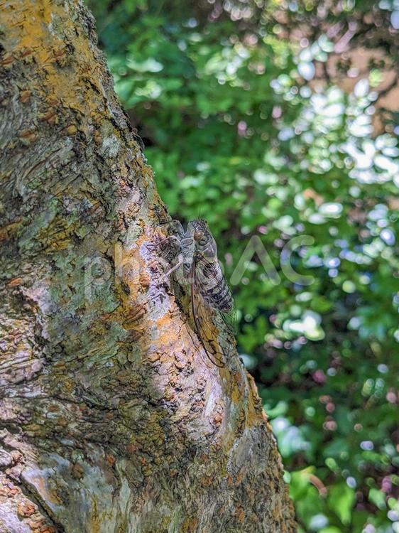 木にとまっている蝉 せみ,蝉,新緑の写真素材