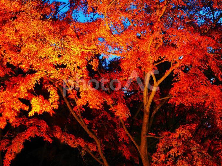 風景　ライトアップされた紅葉 02 風景,紅葉,自然の写真素材