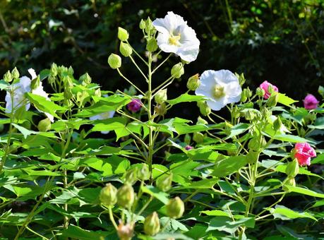 酔芙蓉の花 酔芙蓉の花の写真