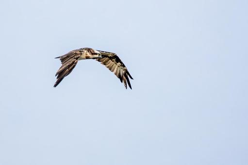 ミサゴ(114) 鳥,ミサゴ,ウオタカの写真素材