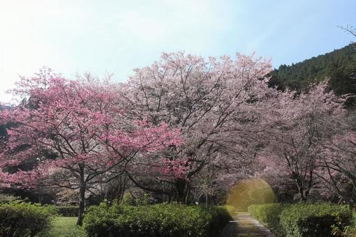 桜 桜の写真
