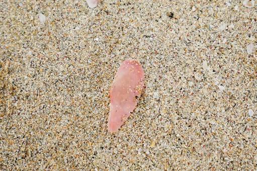 砂浜に流れ着いたベニガイの貝殻 ベニガイ,紅貝,桜貝の写真素材