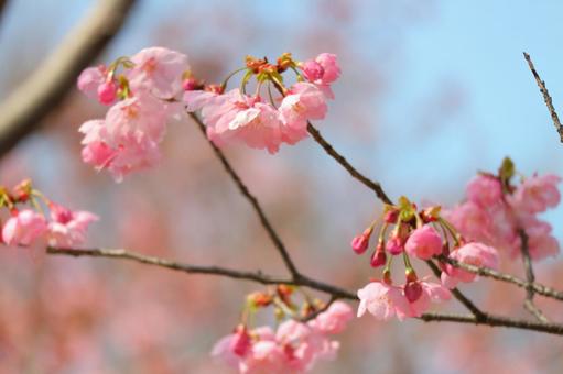 桜 桜の写真