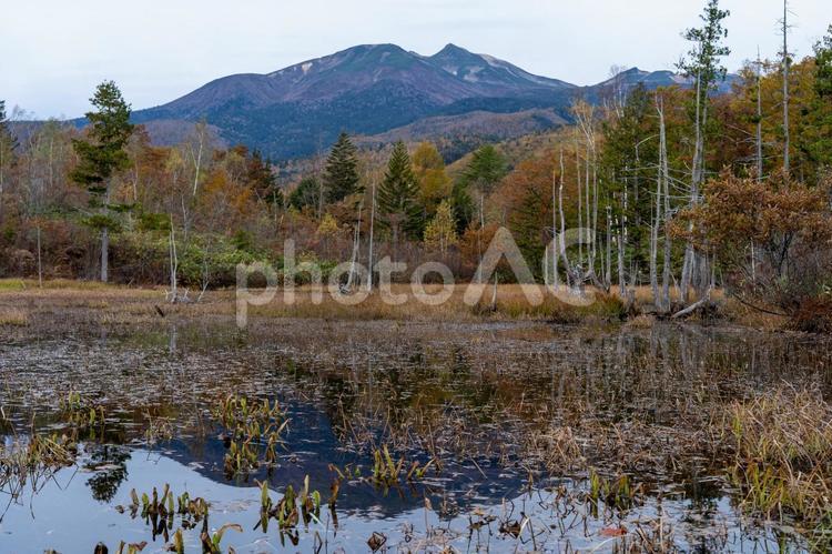 晩秋の乗鞍高原の風景 池,晩秋,森の写真素材