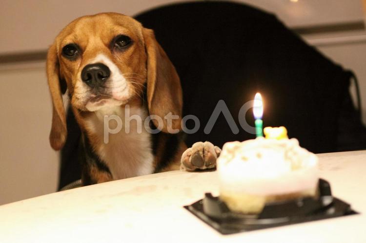 ペットのビーグル犬　1歳の誕生日ケーキ ビーグル,犬,誕生日の写真素材