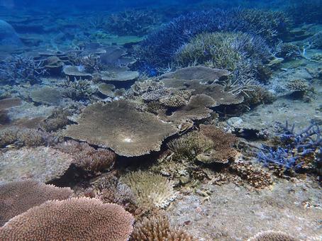 サンゴ礁 海,魚,熱帯魚の写真素材