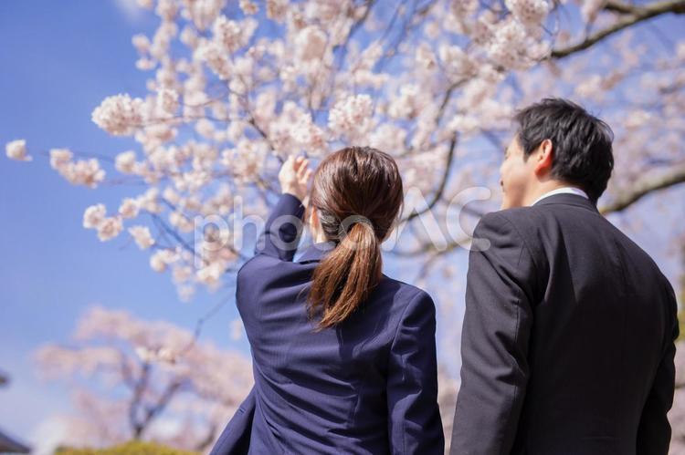 桜と会社員 桜,就職,入試の写真素材