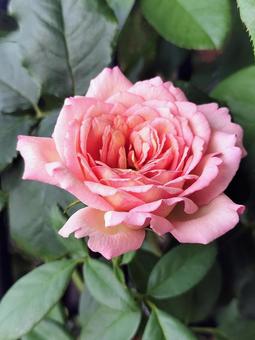 ベランダのバラ・ペッシュボンボン ベランダのバラ・ペッシュボンボン バラ,薔薇,ペッシュボンボンの写真素材