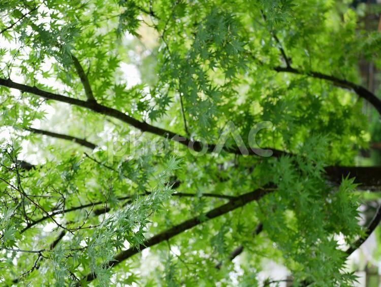 雨に濡れたもみじ もみじ,木,自然の写真素材