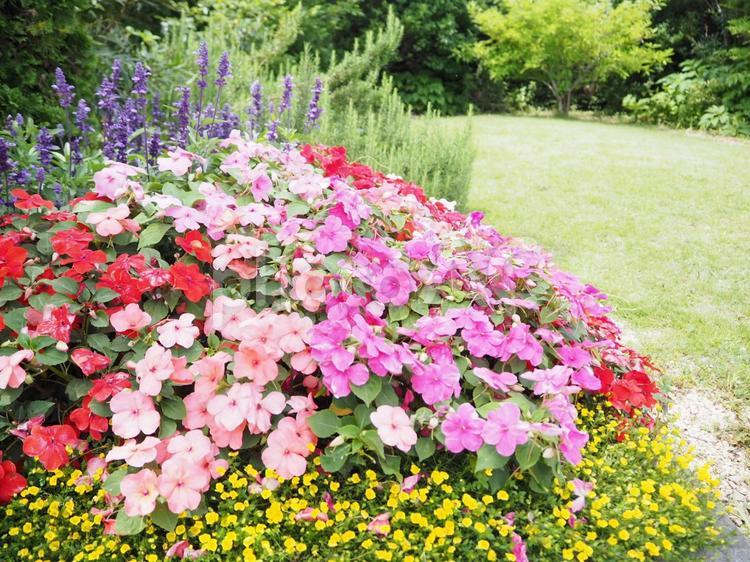 色鮮やかなお花たち。 自然,背景画像,景色の写真素材