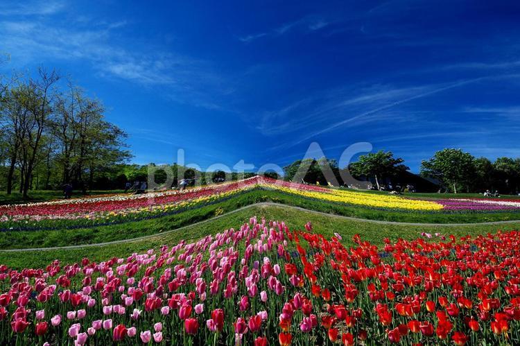 美しいお花畑 チューリップ,花,晴れの写真素材