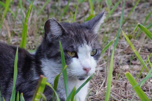 ねこ ねこ ねこ,野良,動物の写真素材