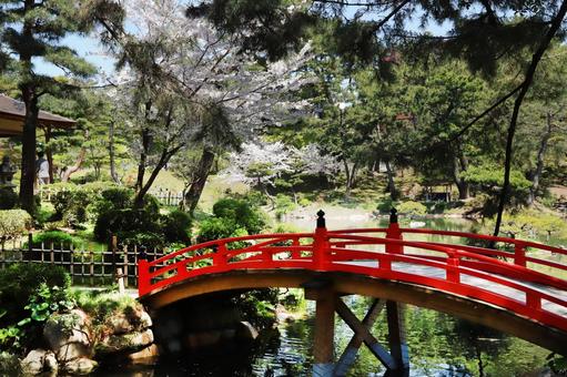 縮景園さくら 縮景園さくら 広島市,縮景園,春の写真素材