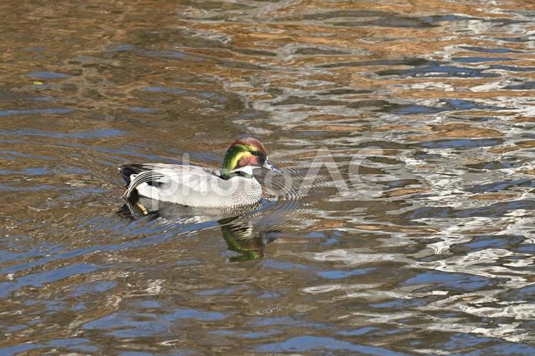 ヨシガモ ヨシガモ,カモ,鴨の写真素材