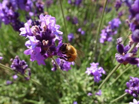 ラベンダーと蜜蜂 ラベンダーと蜜蜂の写真