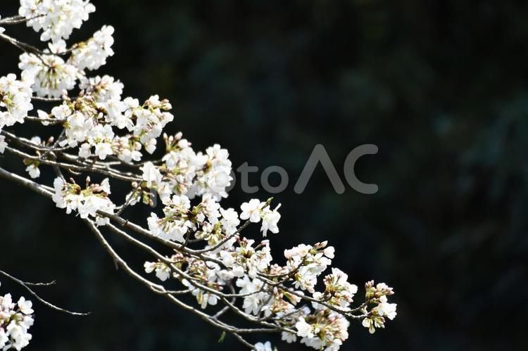 桜 桜,さくら,春の写真素材