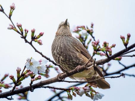 枝にとまるヒヨドリの写真