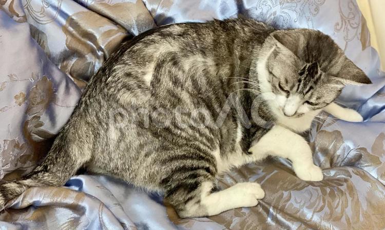 ベッドの上でくつろぐサバ白猫さん 猫,可愛い,サバシロの写真素材