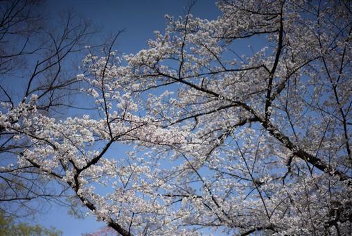 青空と満開の桜 桜,さくら,青空の写真素材