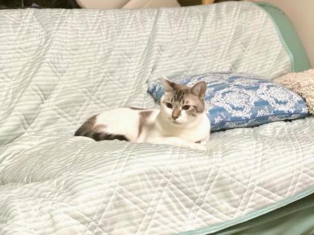 ソファで微睡むシャムミックスねこ様 猫,シャムトラ,微睡むの写真素材