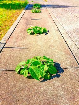 植物 植物の写真