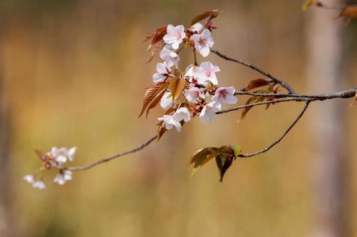春の野山に咲く桜 春の野山に咲く桜の写真