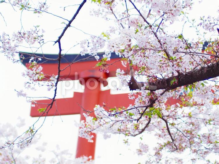 祐徳稲荷神社　鳥居と桜 桜,神社,鳥居の写真素材