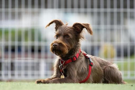 ミニチュアシュナウザーのポートレート ミニチュアシュナウザーのポートレートの写真