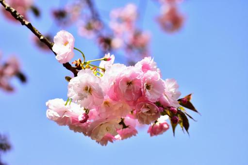 八重桜  八重桜 の写真