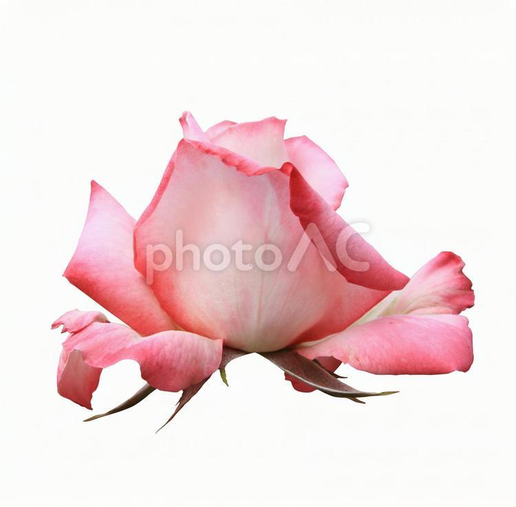 切り抜き写真素材　エレガントなバラの花 19-39 【PSDは背景透過】 バラ,薔薇,バラの花の写真素材