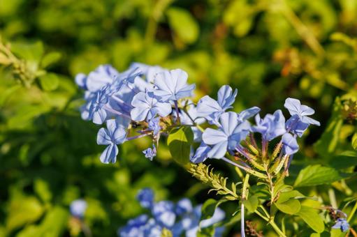 青い花の調べ 青い花の調べ アガパンサス,青い花,夏の花の写真素材