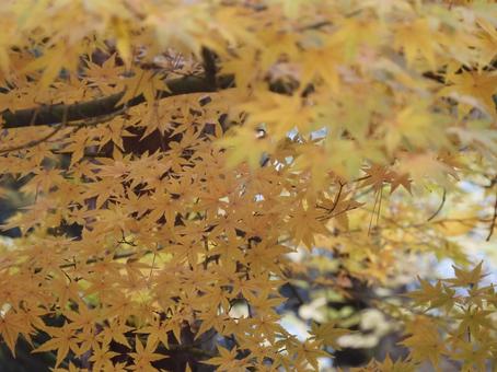 モミジ黄 モミジ,もみじ,モミジ狩りの写真素材