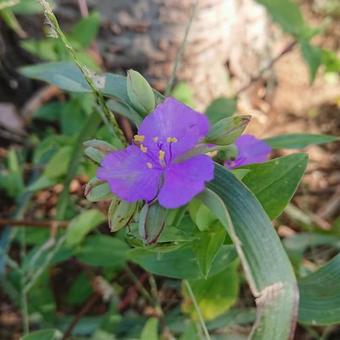 ムラサキツユクサ ムラサキツユクサ 自然,葉,花の写真素材