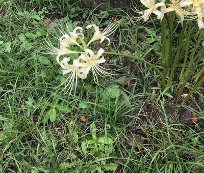 ヒガンバナ3の写真