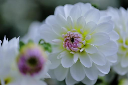 Photo, dahlia, flower, white, 