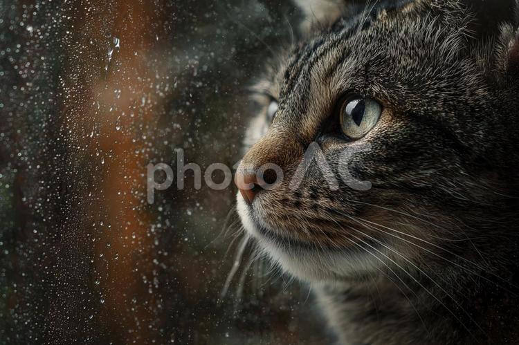 水滴のついた窓辺で物憂げな猫の瞳 猫,キジトラ,雨の写真素材
