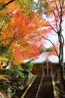 モミジに囲まれた本堂へ続く階段 紅葉,荘厳寺,本堂の写真素材