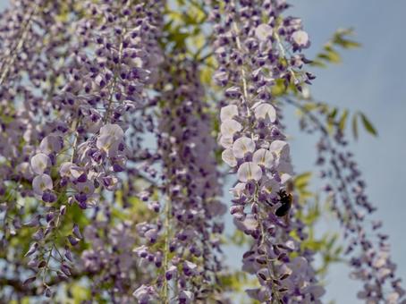 Vividly blooming wisteria flowers, JPG Vividly blooming wisteria flowers, JPG
