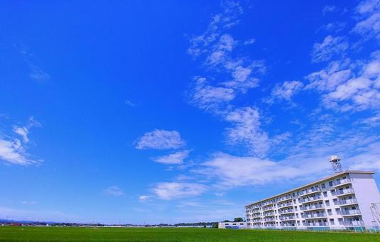 真夏の風景/青田と青空 真夏の風景/青田と青空の写真
