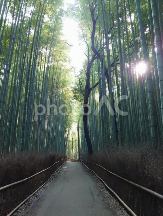 竹林の小径 京都,竹林,嵐山の写真素材