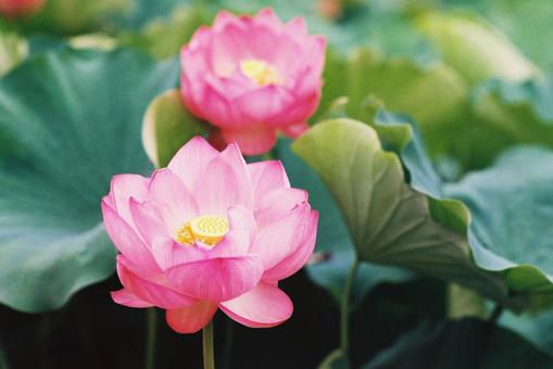 蓮の花3 蓮の花3の写真