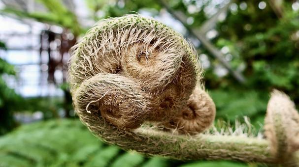 シダ植物 ヒカゲヘゴ シダ植物 ヒカゲヘゴの写真