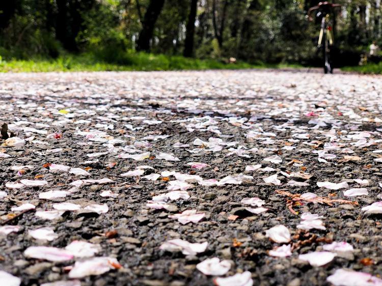 桜の花びらの散る道 道,花びら,花弁の写真素材
