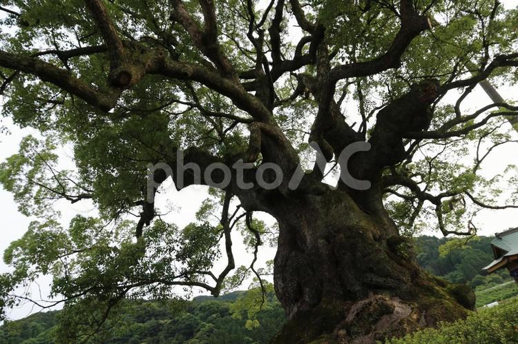 大木 木,風景,景色の写真素材