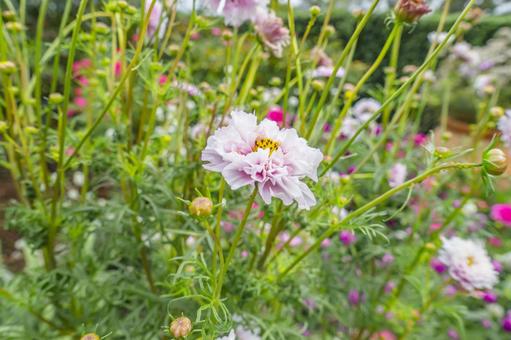 八重咲きのコスモス コスモス,秋桜,八重咲きの写真素材