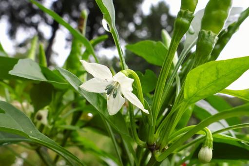 トウガラシ(唐辛子)の花 家庭菜園・庭 トウガラシ(唐辛子)の花 家庭菜園・庭 トウガラシ,唐辛子,花の写真素材