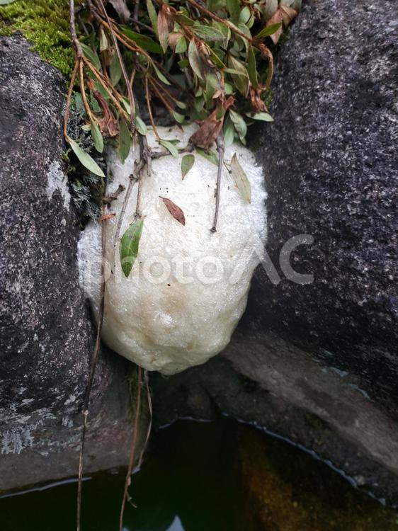 カエルの卵 卵,自然,何人もありませんの写真素材