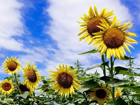 ヒマワリ ヒマワリ,向日葵,黄の写真素材