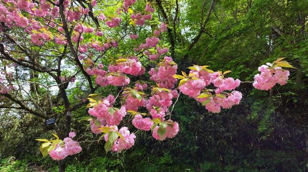 ボタンザクラ④ ボタンザクラ④ 桜,ボタンザクラ,花の写真素材